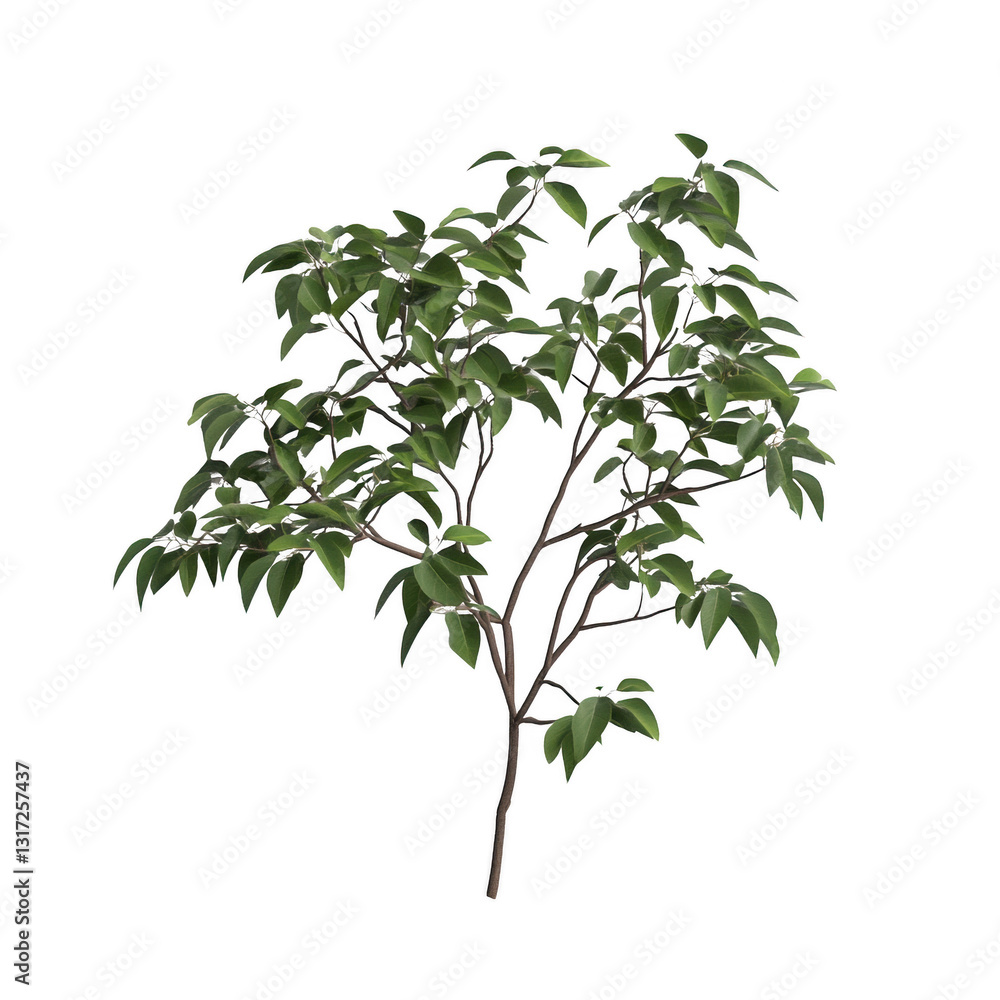 Fototapeta premium A tree with green leaves is shown on a white background. The tree is the main focus of the image, and it is a small, delicate plant. The white background emphasizes the tree's natural beauty