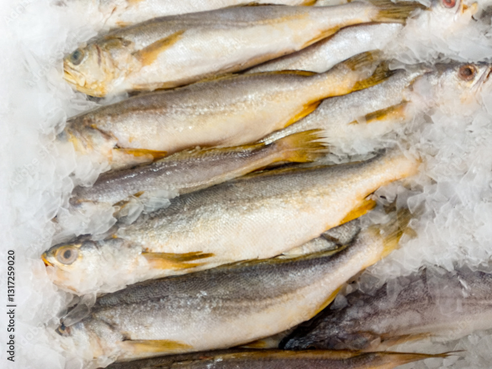Obraz premium Some fish with the scientific name Macrodon ancylodon, preserved in ice, called pescadinha in the state of Maranhão, northeast of Brazil, South America.