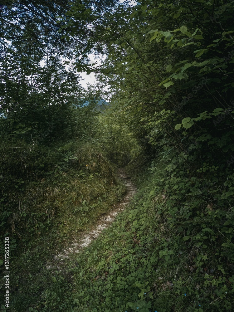 Fototapeta premium A secluded dirt path winding through dense green foliage in a forested area of northern Italy. The overhanging branches create a tunnel-like effect, enhancing the mysterious and serene atmosphere.