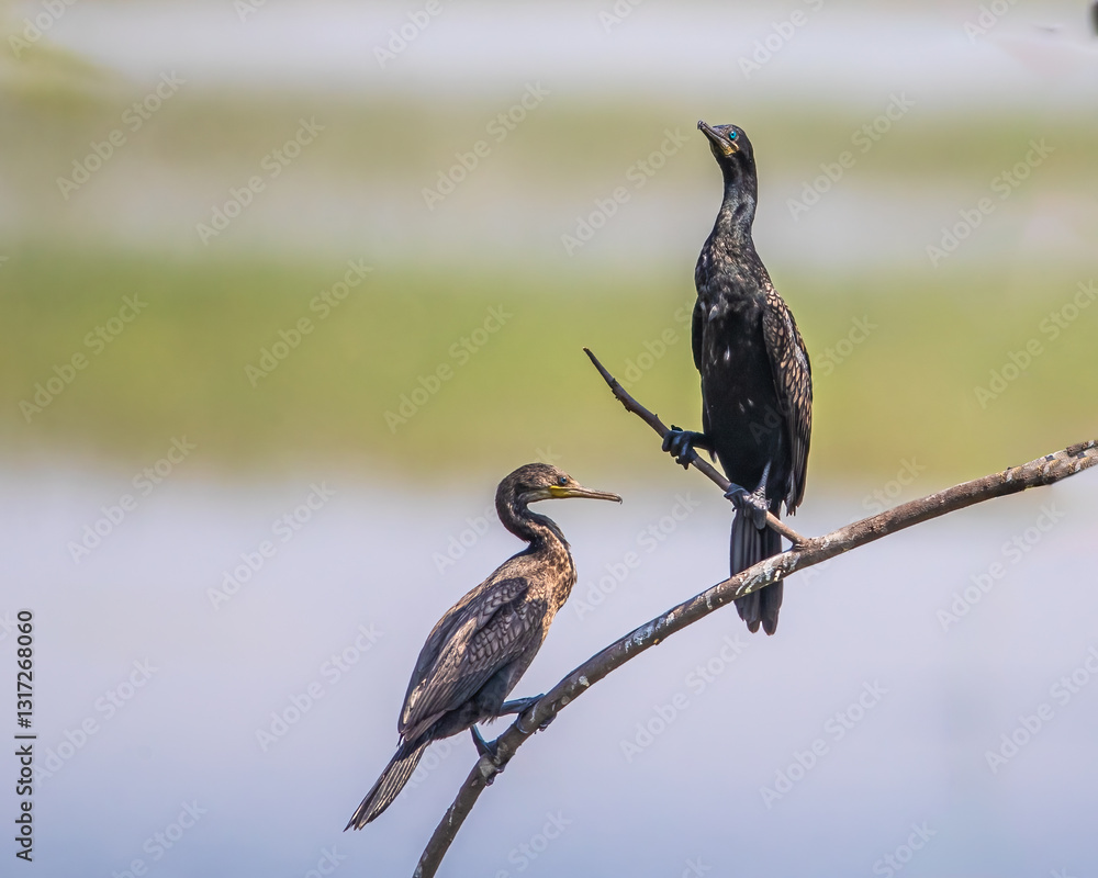 Fototapeta premium A Couple of Cormorant resting on a tree