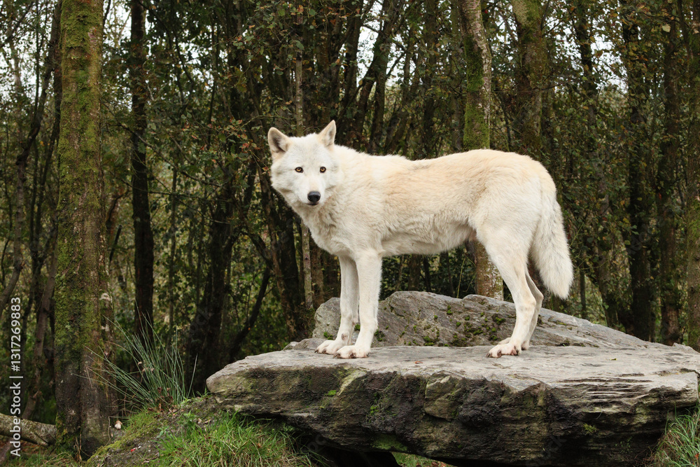 Fototapeta premium white wolf standing on a rock, woodland behind