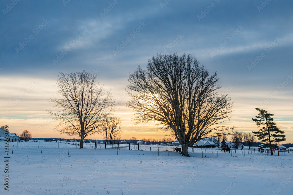 Rural landscape in early morning featuring large tree, in winter. Rural landscape in early morning featuring large tree, in winter.