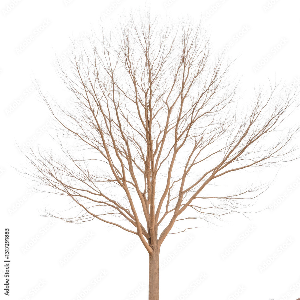 Fototapeta premium A tree with no leaves is shown in a white background. The tree is bare and has no leaves, giving it a desolate and lonely appearance
