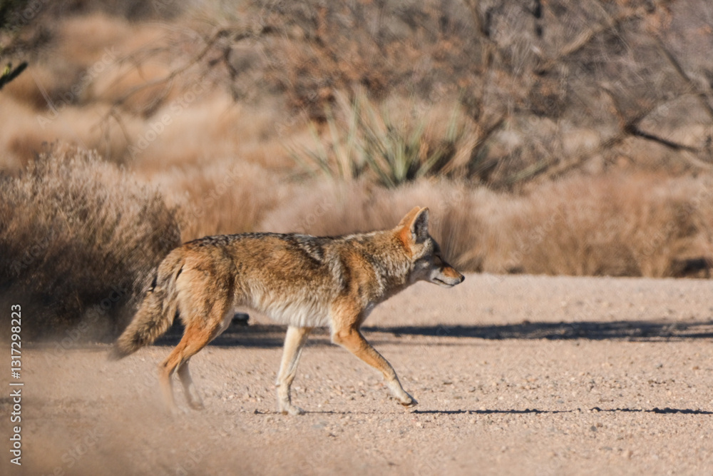 A coyote runs through a clearing in the desert A coyote runs through a clearing in the desert