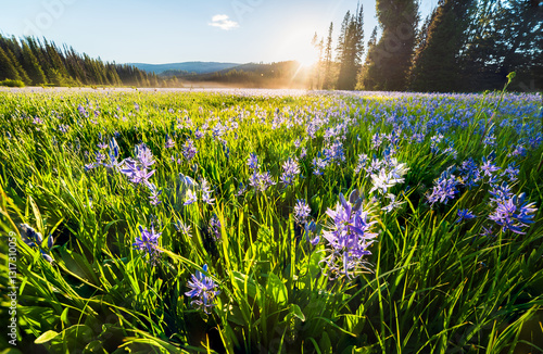 Sun Rising Over Alpine Meadow