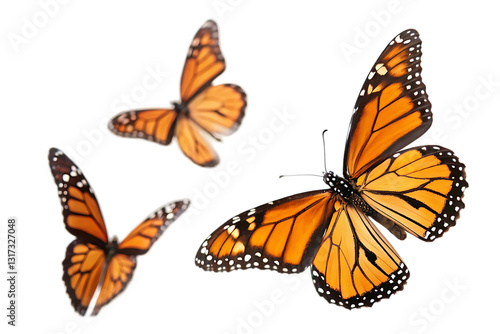 monarch butterflies
