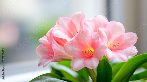 Close up of delicate pink flowers with water droplets, soft lighting, blurred background.
