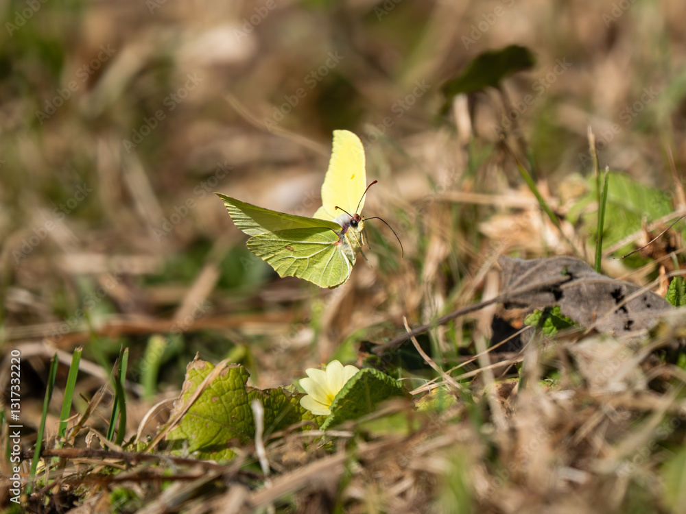 Male Brimstone Flying over Primroses
