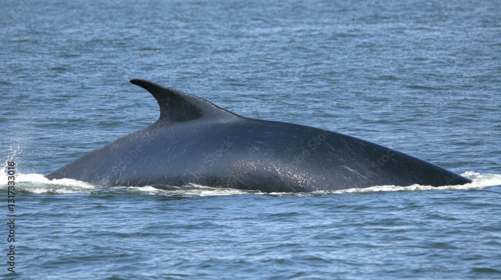 Fototapeta premium A Fin Whale's Majestic Dorsal Fin Gliding Through the Ocean