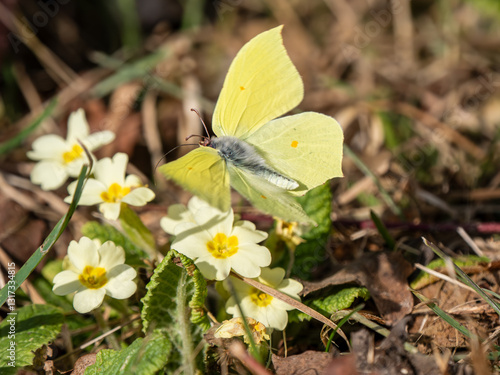 Male Brimstone Flying over Primroses