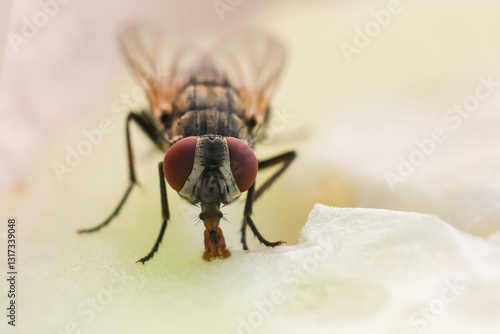 Fly or housefly looking for food. Flies are carriers of various diseases such as food poisoning, dysentery, cholera.