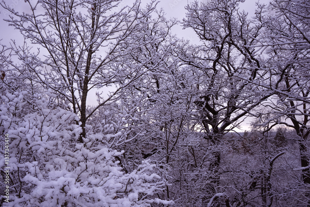 snow-white winter fairy tale when bare trees are completely covered with a layer of snow snow-white winter fairy tale when bare trees are completely covered with a layer of snow