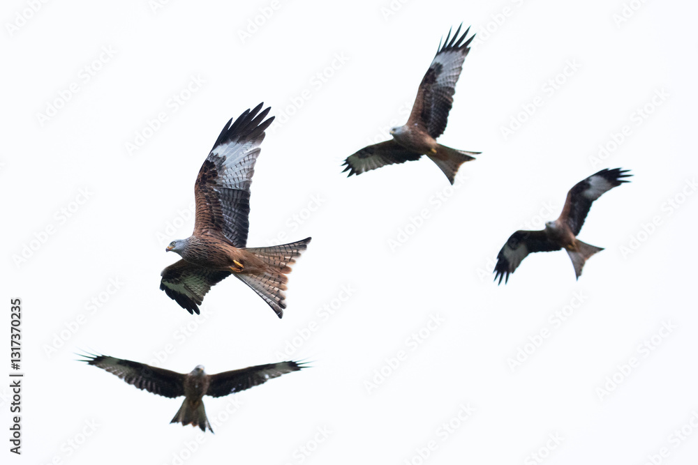 Obraz premium A flock of red kites flying high in the Welsh countryside.