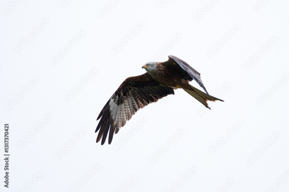 A majestic large red kite glides in the skies above Wales. A majestic large red kite glides in the skies above Wales.