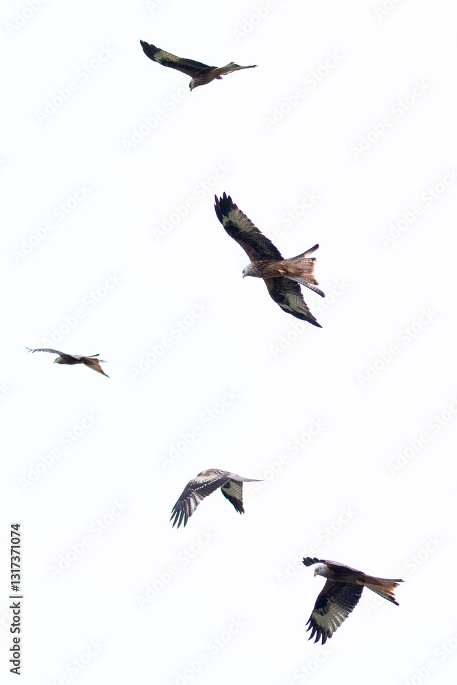 Obraz premium A flock of red kites flying high in the Welsh countryside.