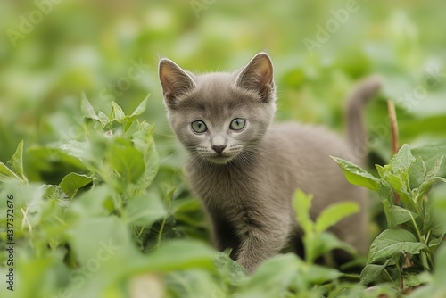 Gray Kitten Explores Lush Green Garden During Sunny Afternoon