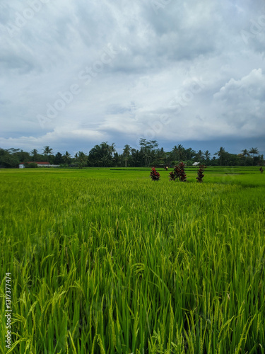 enjoy the beautiful view of green rice fields