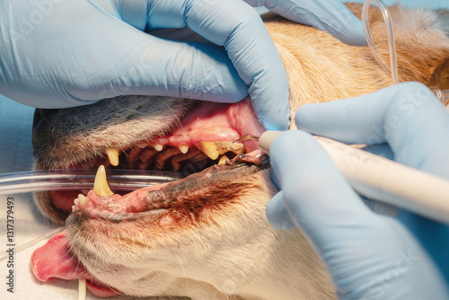 The process of cleaning tartar using ultrasonic scaler (veterinary stomatology). Close-up