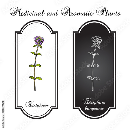 Ziziphora bungeana honey and medicinal plant. Hand drawn botanical vector illustration