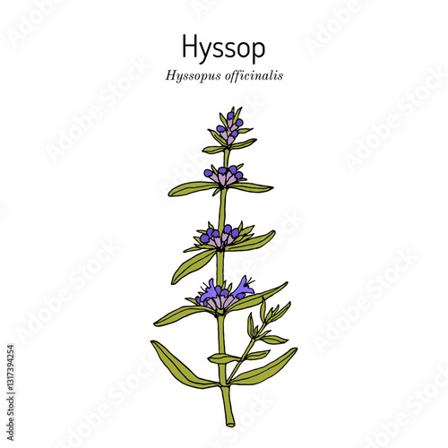 Hyssop (Hyssopus officinalis), edible and medicinal plant. Hand drawn botanical vector illustration