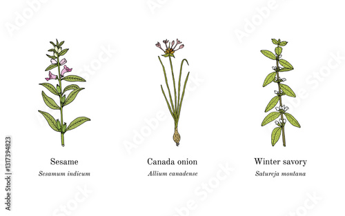 Collection of edible and medicinal plants. Hand drawn botanical vector illustration