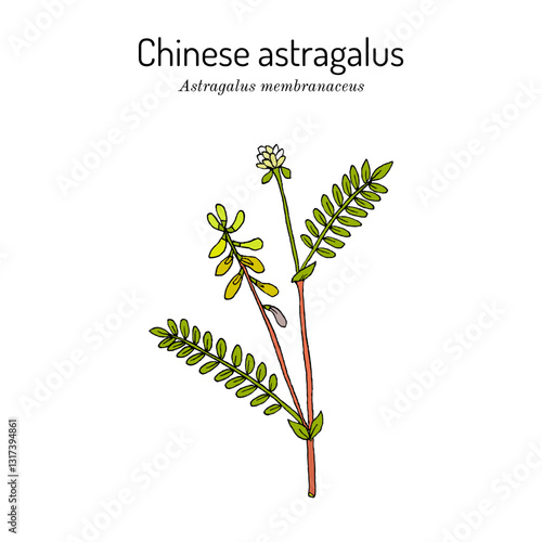 Chinese astragalus or Mongolian milkvetch, Huang Qi (astragalus membranaceus or mongholicus), medicinal plant. Hand drawn botanical vector illustration