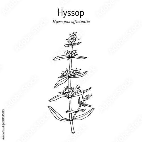Hyssop (Hyssopus officinalis), edible and medicinal plant. Hand drawn botanical vector illustration