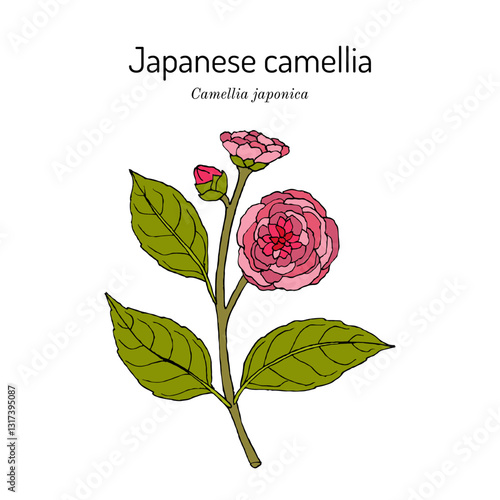 Japanese camellia (Camellia japonica), ornamental and medicinal plant. Hand drawn botanical vector illustration