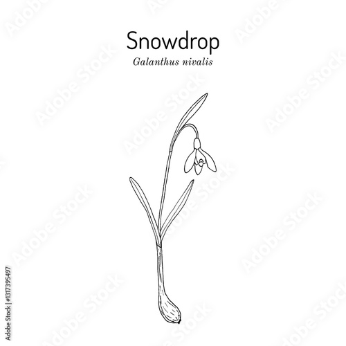 Snowdrop (Galanthus nivalis), early spring flower, ornamental plant. Hand drawn botanical vector illustration
