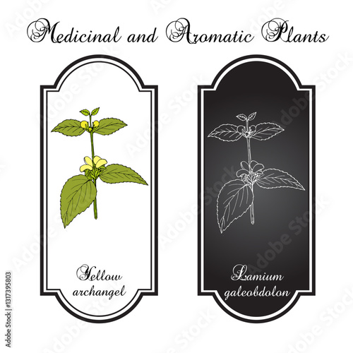 Yellow archangel, or artillery plant (Lamium galeobdolon), edible and medicinal plant. Hand drawn botanical vector illustration