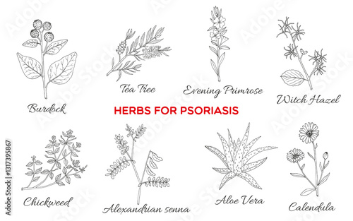 Collection of best herbs for psoriasis. Hand drawn botanical vector illustration