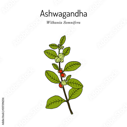 Ashwagandha, or Indian ginseng (Withania somnifera), medicinal plant. Hand drawn botanical vector illustration
