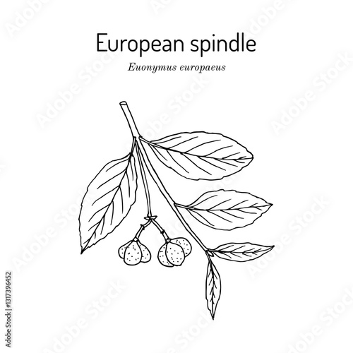 European spindle (Euonymus europaeus), medicinal and ornamental plant.