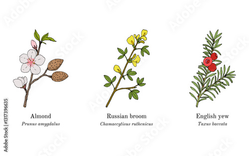 Collection of edible and medicinal plants