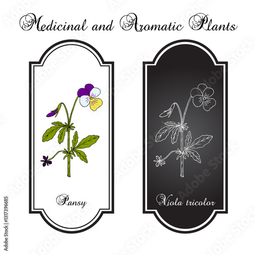 Wild pansy, or Viola tricolor, ornamental and medicinal plant. Hand drawn vector illustration