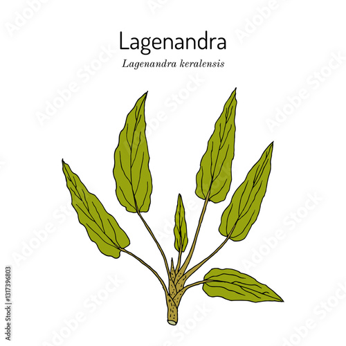 Lagenandra keralensis aquatic plant, Hand drawn vector illustration