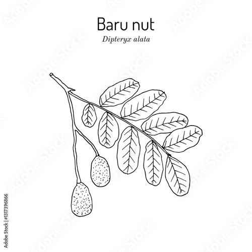 Baru nut (Dipteryx alata), edible and medicinal plant. Hand drawn vector illustration