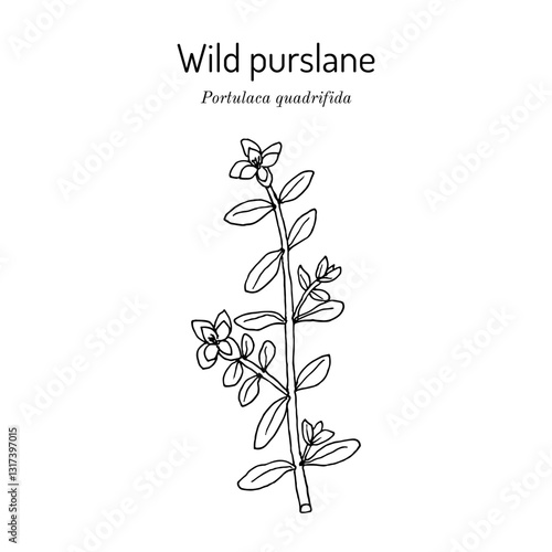 Wild purslane or chicken weed (portulaca quadrifida), edible and medicinal plant. Hand drawn vector illustration
