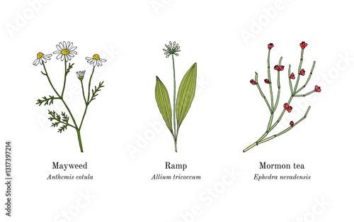 Collection of edible and medicinal plants