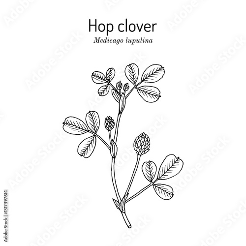 Hop clover or black medick (Medicago lupulina), honey and fodder plant