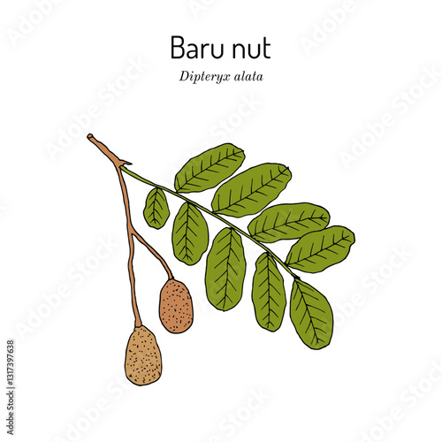Baru nut (Dipteryx alata), edible and medicinal plant. Hand drawn vector illustration