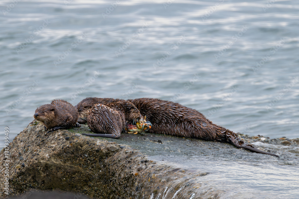 Fototapeta premium North American River Otter (Lontra canadensis) Family at the Pacific Coast, WA