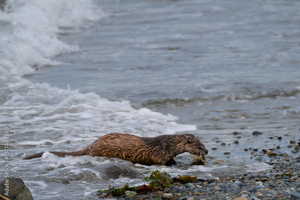 Fototapeta premium North American River Otter (Lontra canadensis) at the Pacific Coast, WA