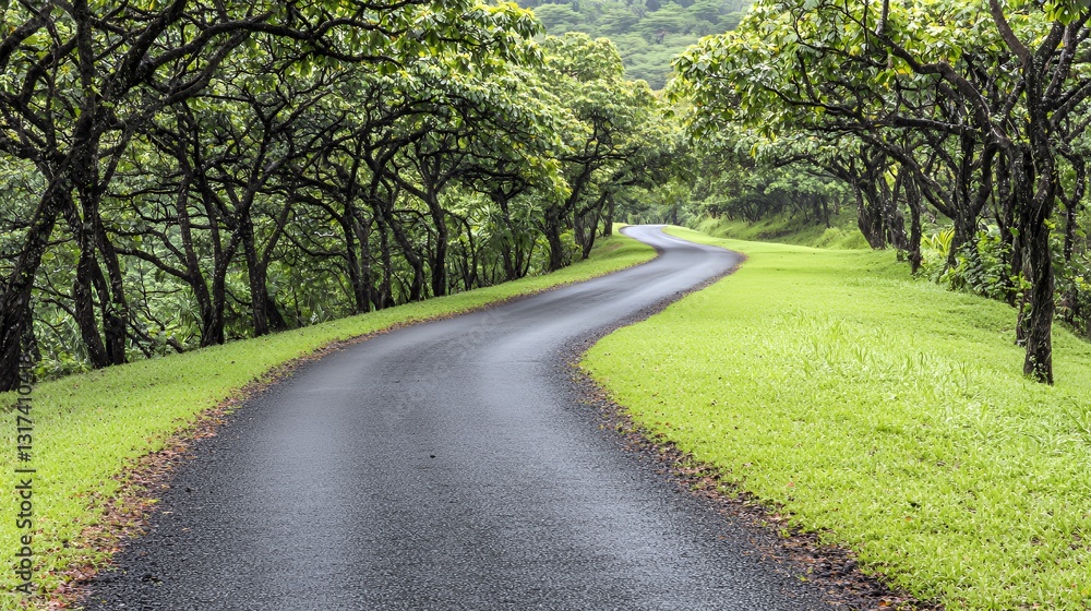 Winding Asphalt Road Through Lush Green Canopy Winding Asphalt Road Through Lush Green Canopy