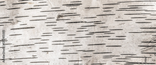 Photos birch bark on a white isolated background