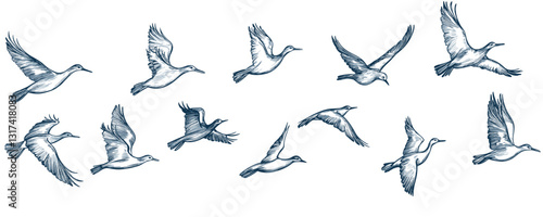 Linear birds in flight icons set: graceful vector designs in flat style.