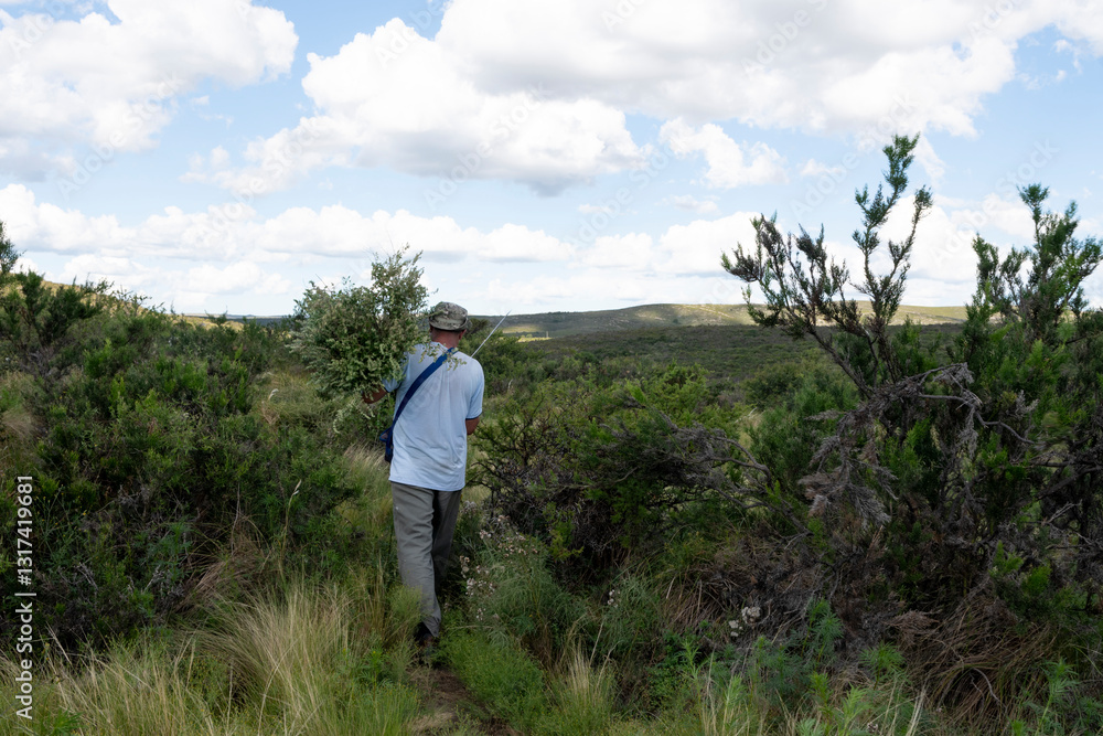 Hombre caminando de espaldas en las serranias con planta tipoca para infusion, Peperina Hombre caminando de espaldas en las serranias con planta tipoca para infusion, Peperina