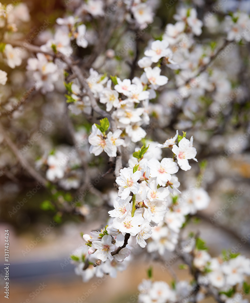 Blooming almond tree with flowers in full bloom in springtime in the countryside. Blooming almond tree with flowers in full bloom in springtime in the countryside.