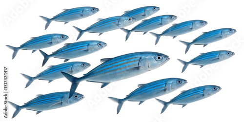 yellow-striped fish