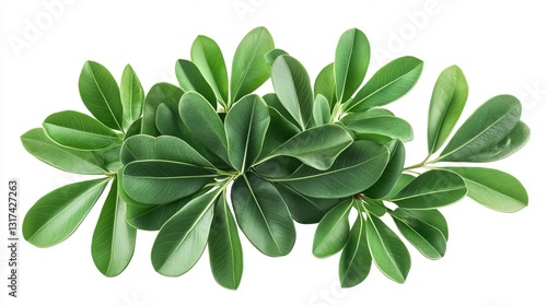 Tropical foliage arrangement isolated